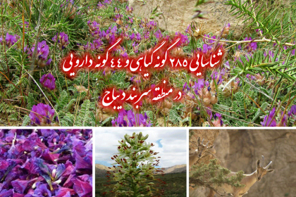 dibaj